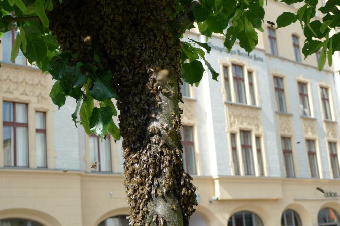 Bienen in der Auguststrasse