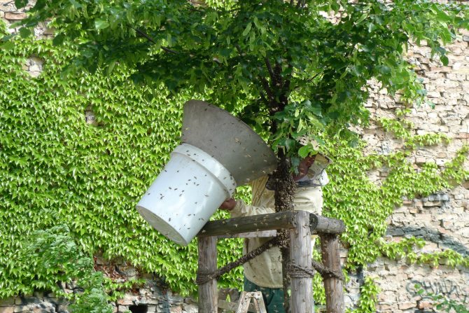 Bienen in der Auguststrasse