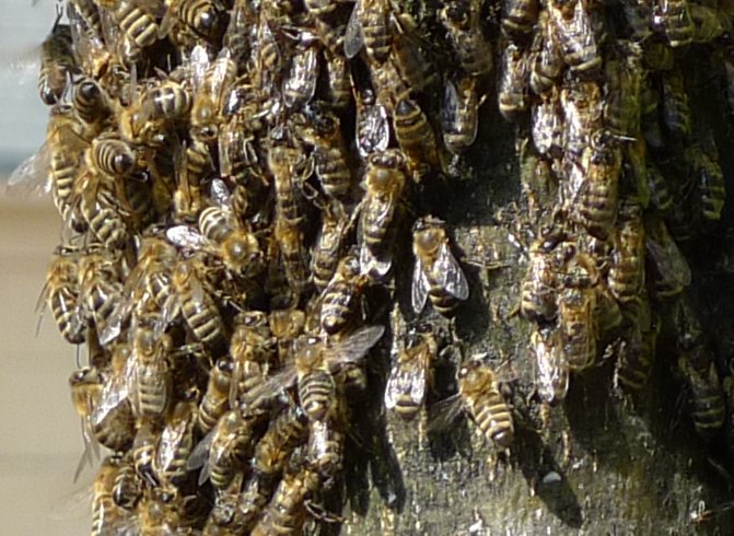 Bienen in der Auguststrasse